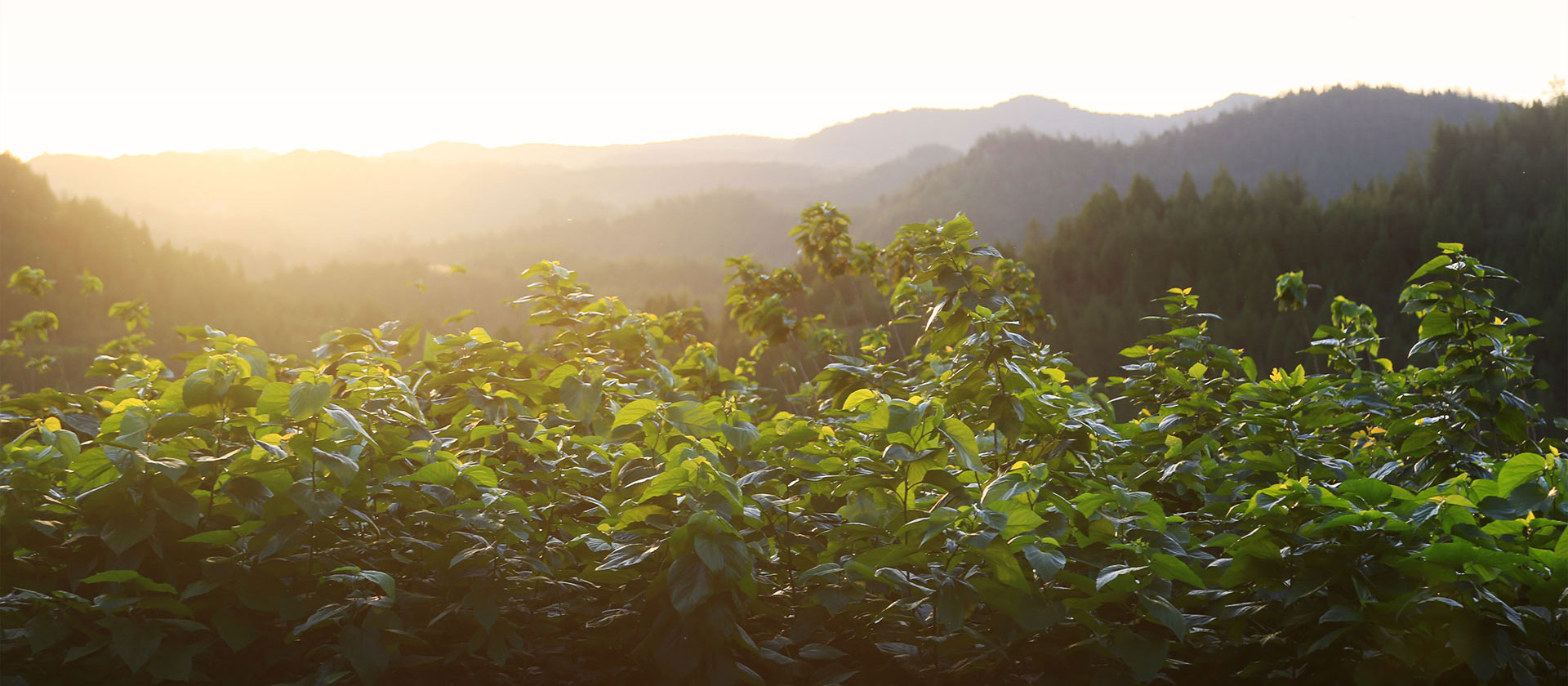 The ingenuity of organic silk